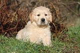 GOLDEN RETRIEVER 021